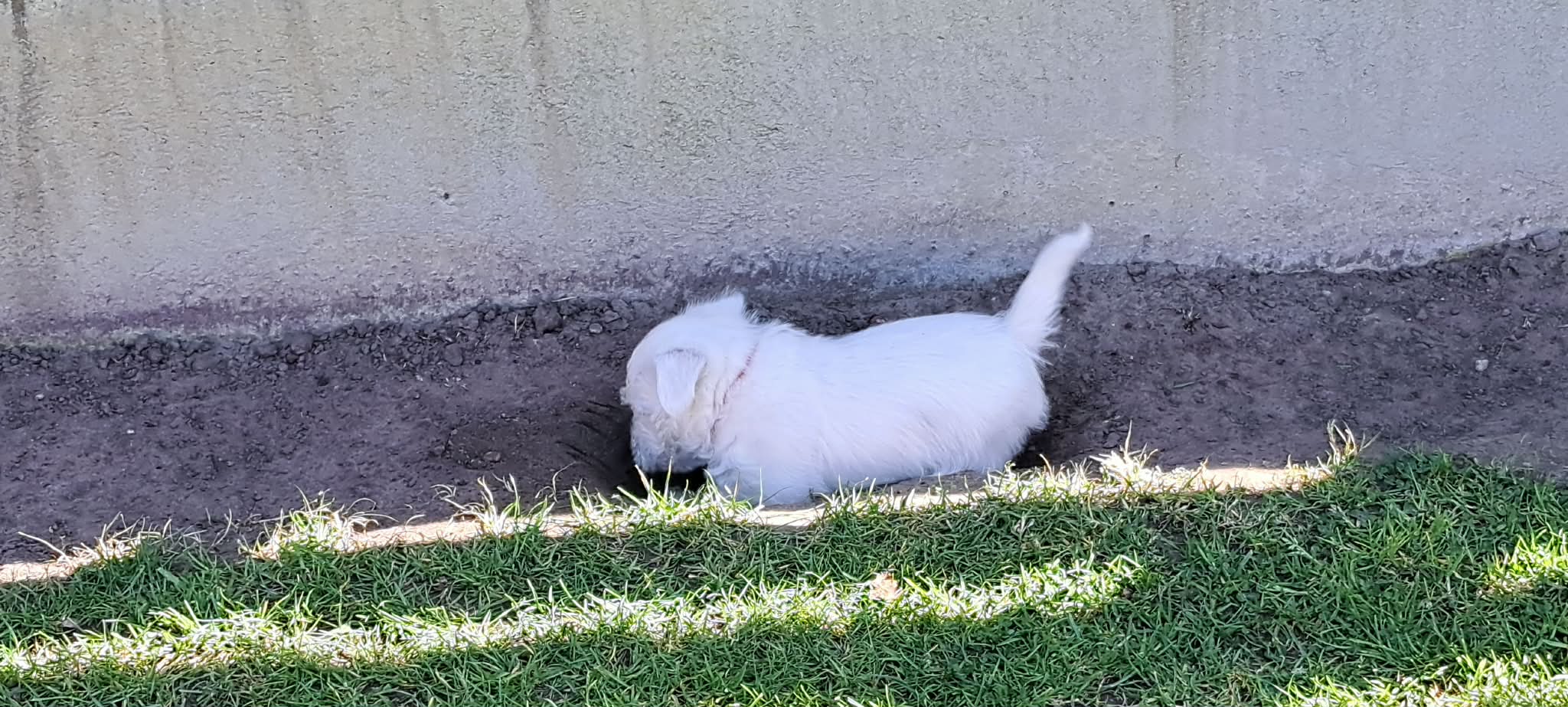 Luigi help in de tuin 25 april